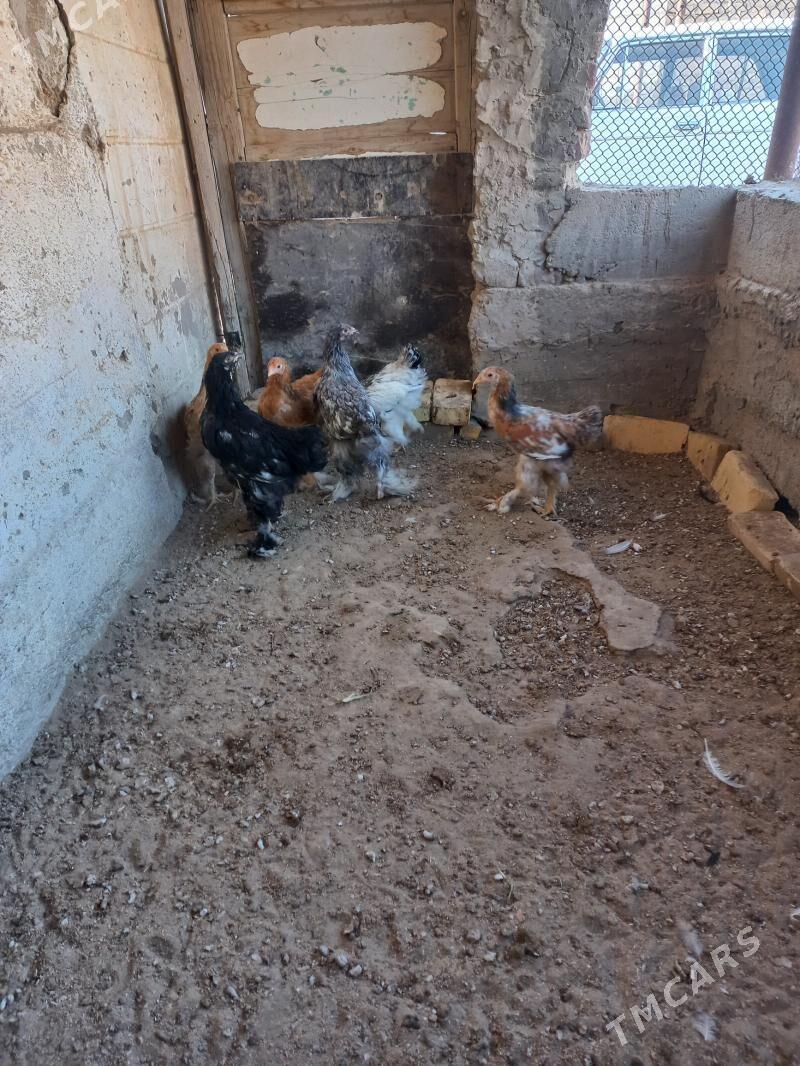 arginal Byram juje - Gumdag - img 1