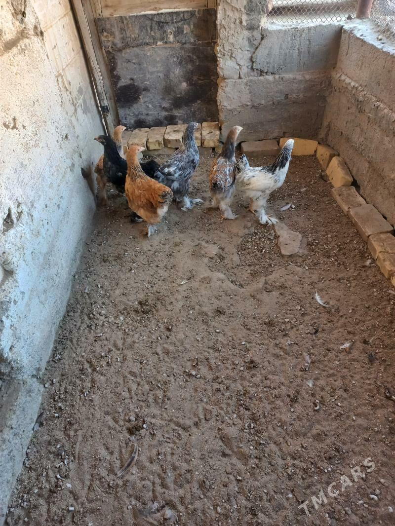 arginal Byram juje - Gumdag - img 3