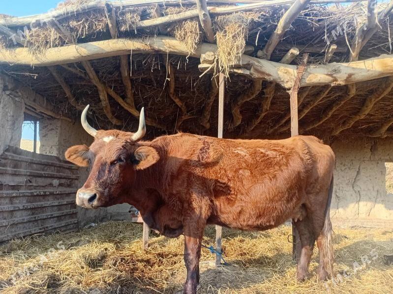 unajyn 3 yasnda - Dänew - img 1