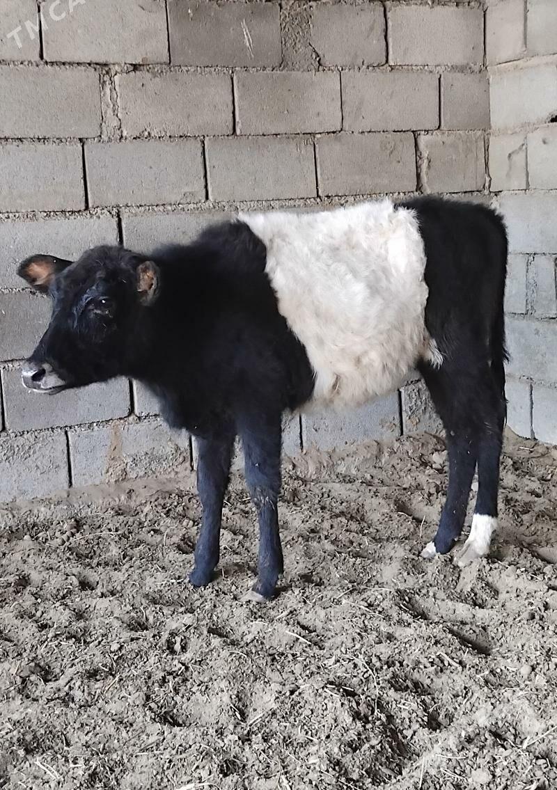 ŠWES OKUZ TUWE - Büzmeýin - img 3