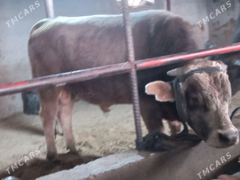 okiz - Büzmeýin - img 2