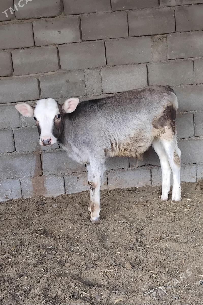 ŠWES OKUZ TUWE - Büzmeýin - img 1