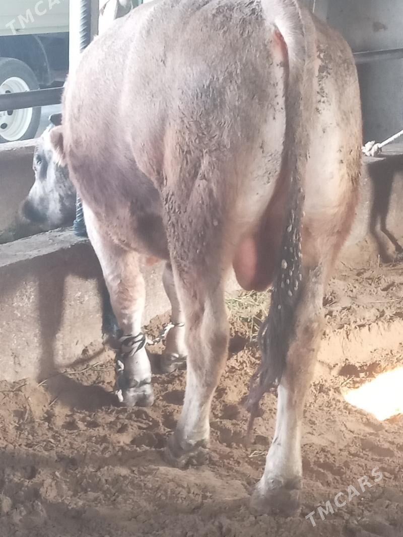 okiz - Büzmeýin - img 3