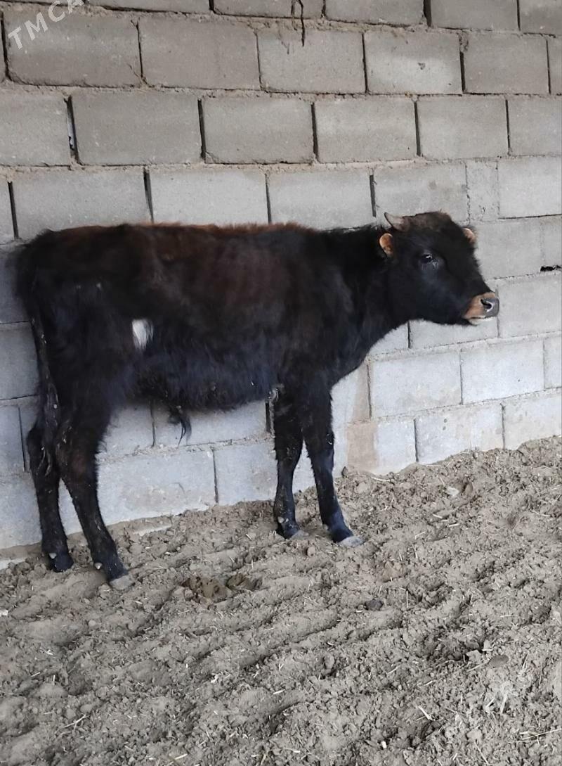 ŠWES OKUZ TUWE - Büzmeýin - img 2