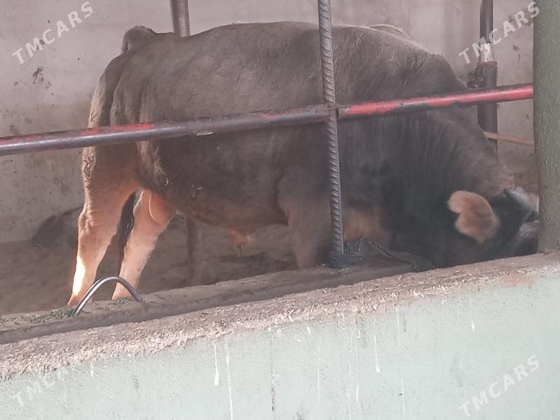 okiz - Büzmeýin - img 4