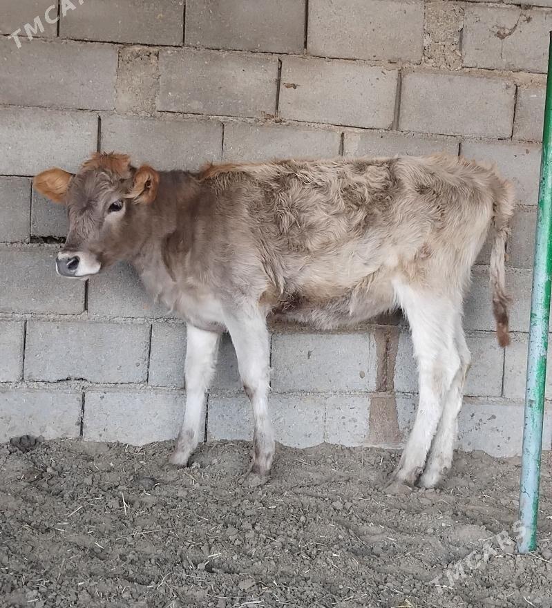 ŠWES OKUZ TUWE - Büzmeýin - img 8