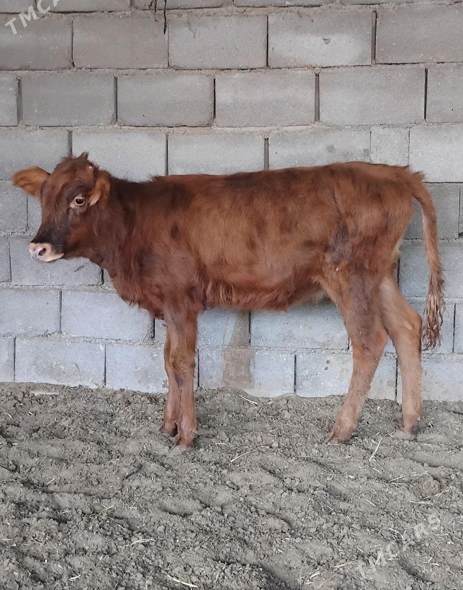 ŠWES OKUZ TUWE - Büzmeýin - img 5