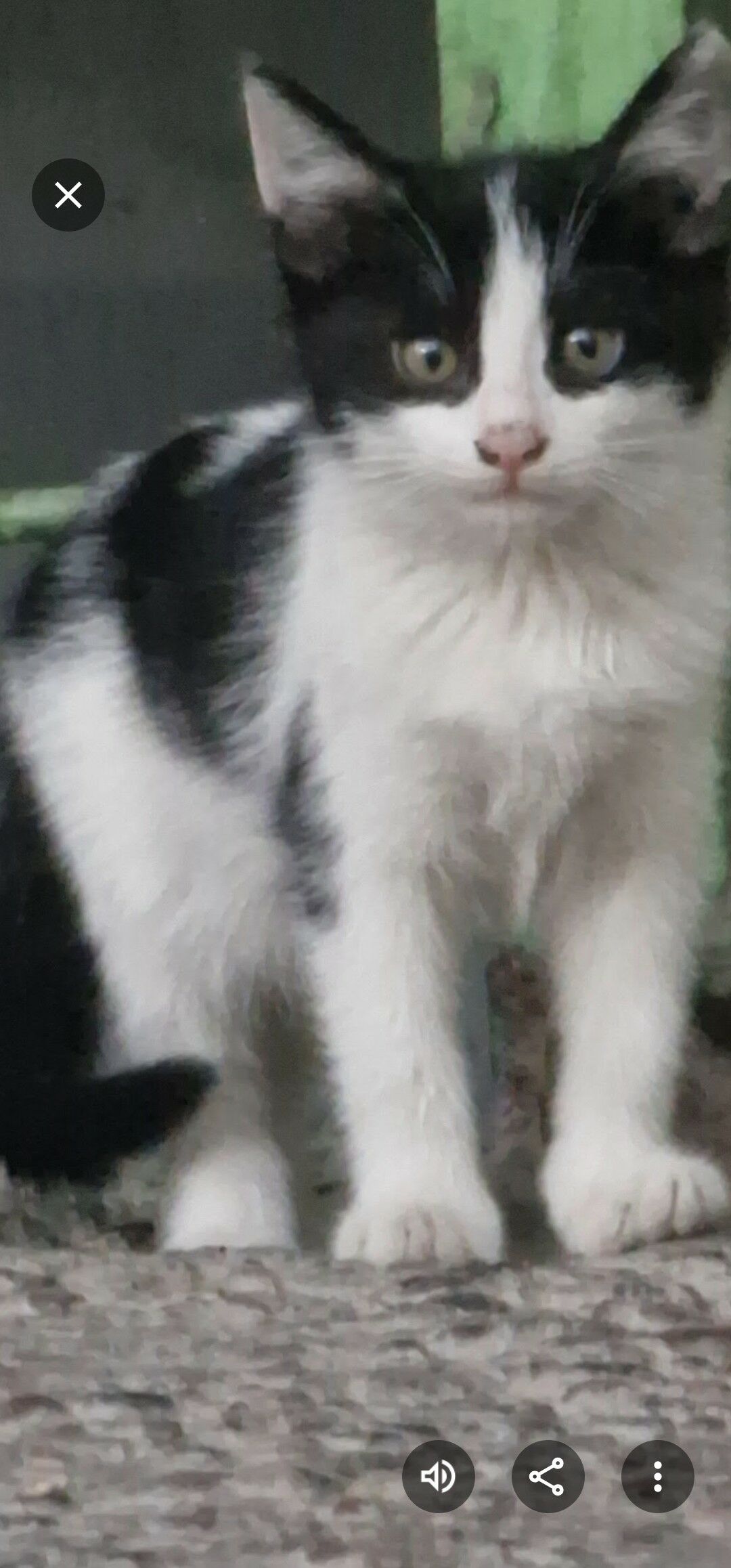 котята девочки - Ашхабад - img 5