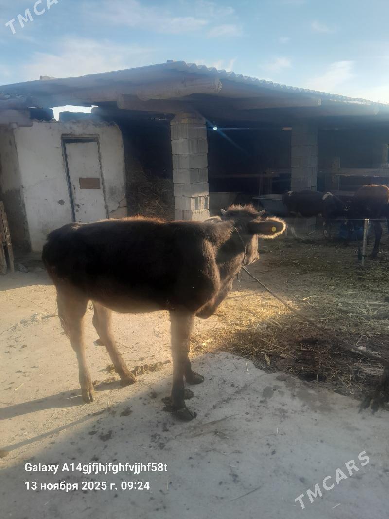 tuwe - Gökje - img 3