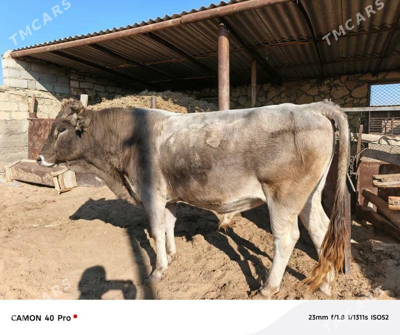 okuz - Gumdag - img 2