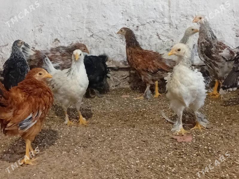 4  Aylyk towyk juyje balakly. - Байрамали - img 5