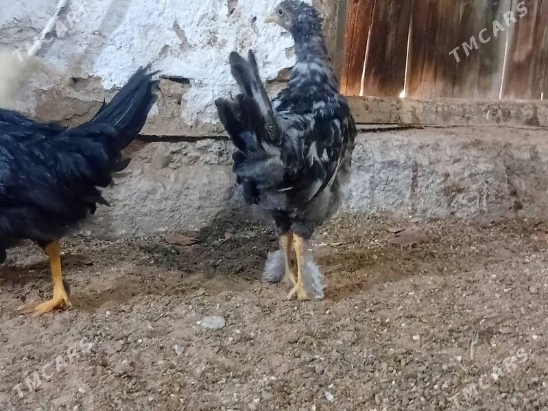 4  Aylyk towyk juyje balakly. - Байрамали - img 2