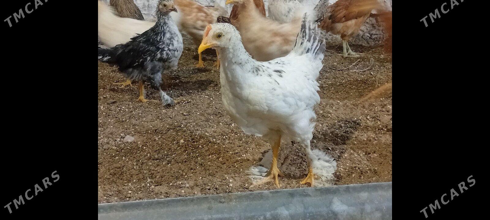 4  Aylyk towyk juyje balakly. - Байрамали - img 8