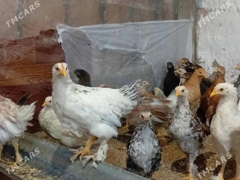 4  Aylyk towyk juyje balakly. - Байрамали - img 6