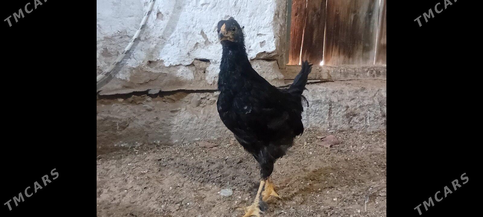 4  Aylyk towyk juyje balakly. - Байрамали - img 7