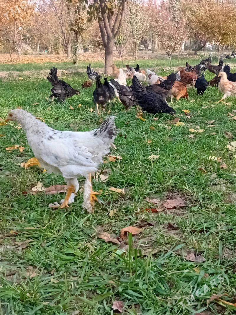 4  Aylyk towyk juyje balakly. - Байрамали - img 3