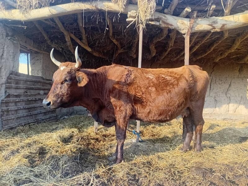 unajyn 3 yasnda - Dänew - img 2