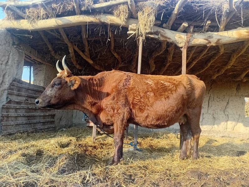 unajyn 3 yasnda - Dänew - img 4