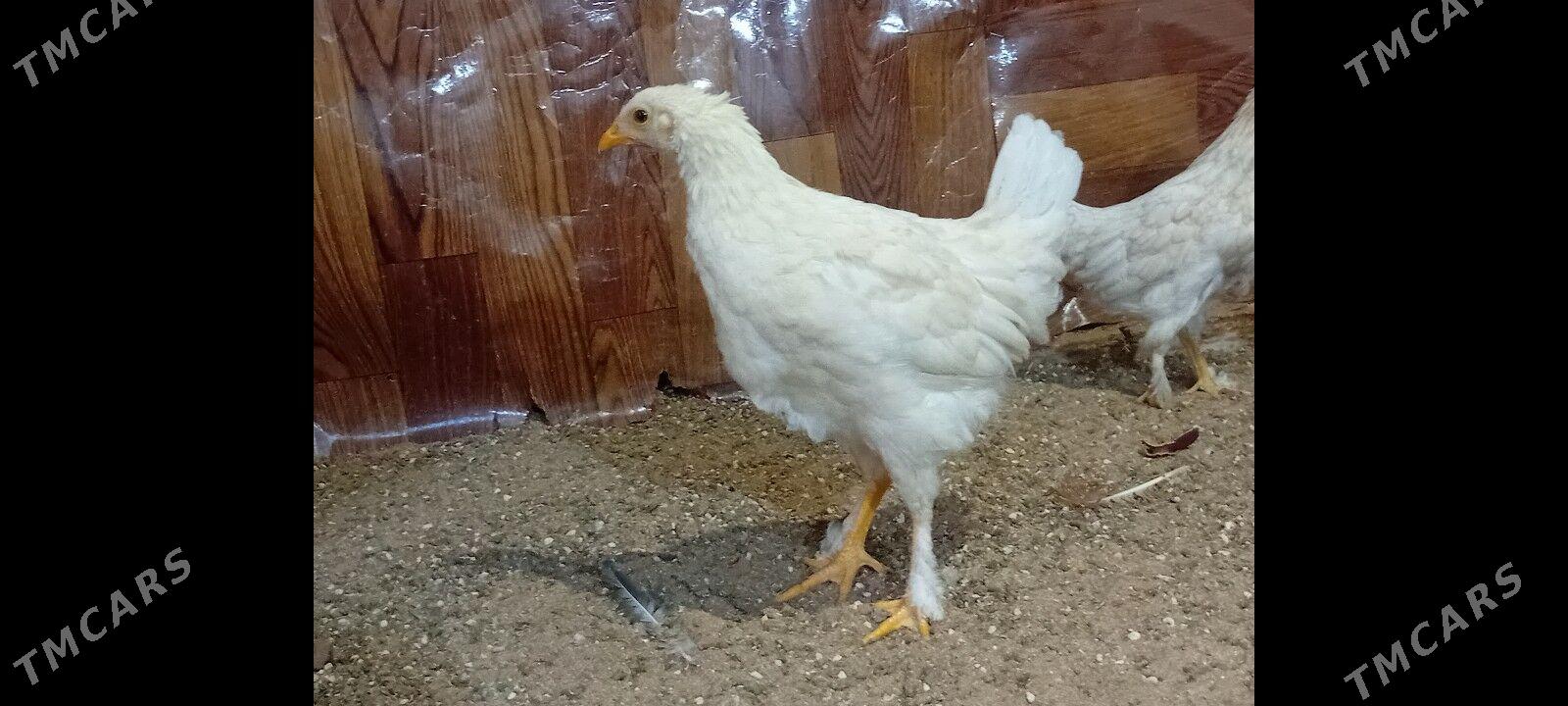 4  Aylyk towyk juyje balakly. - Байрамали - img 9