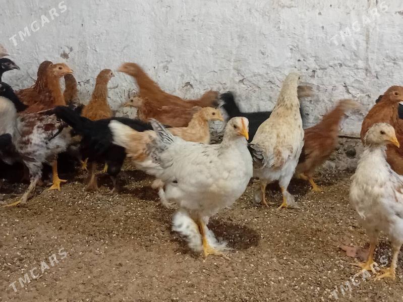 4  Aylyk towyk juyje balakly. - Байрамали - img 4