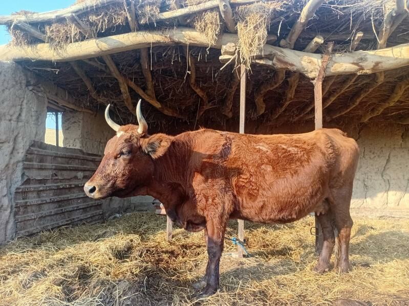 unajyn 3 yasnda - Dänew - img 3