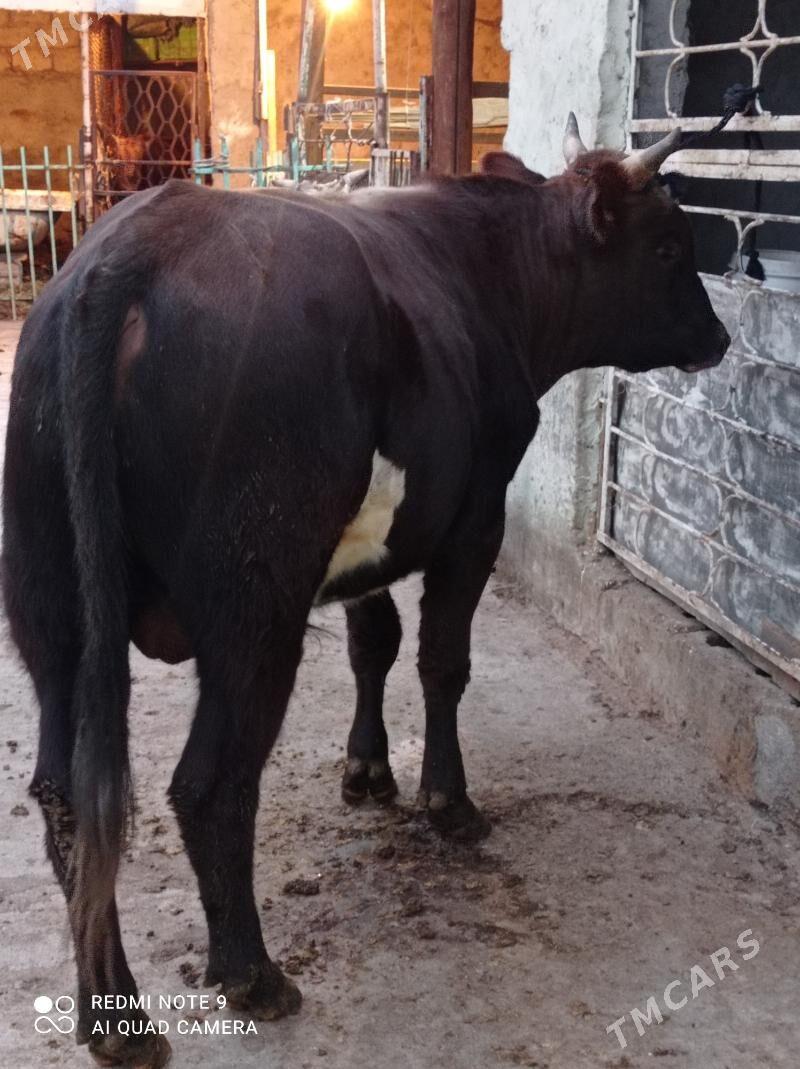 Bakylan beyik öküz - Ашхабад - img 2