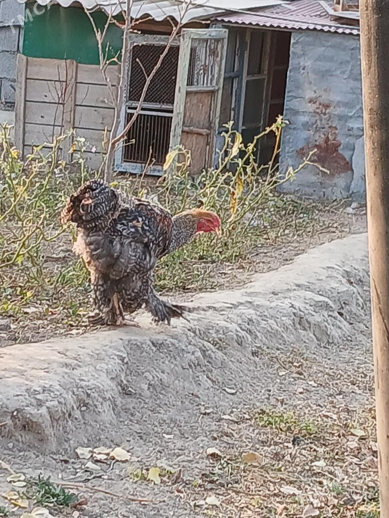 Braman arginal tovuk - Gökje - img 2