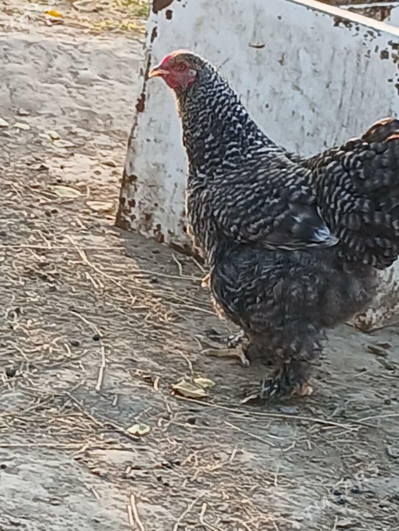 Braman arginal tovuk - Gökje - img 4