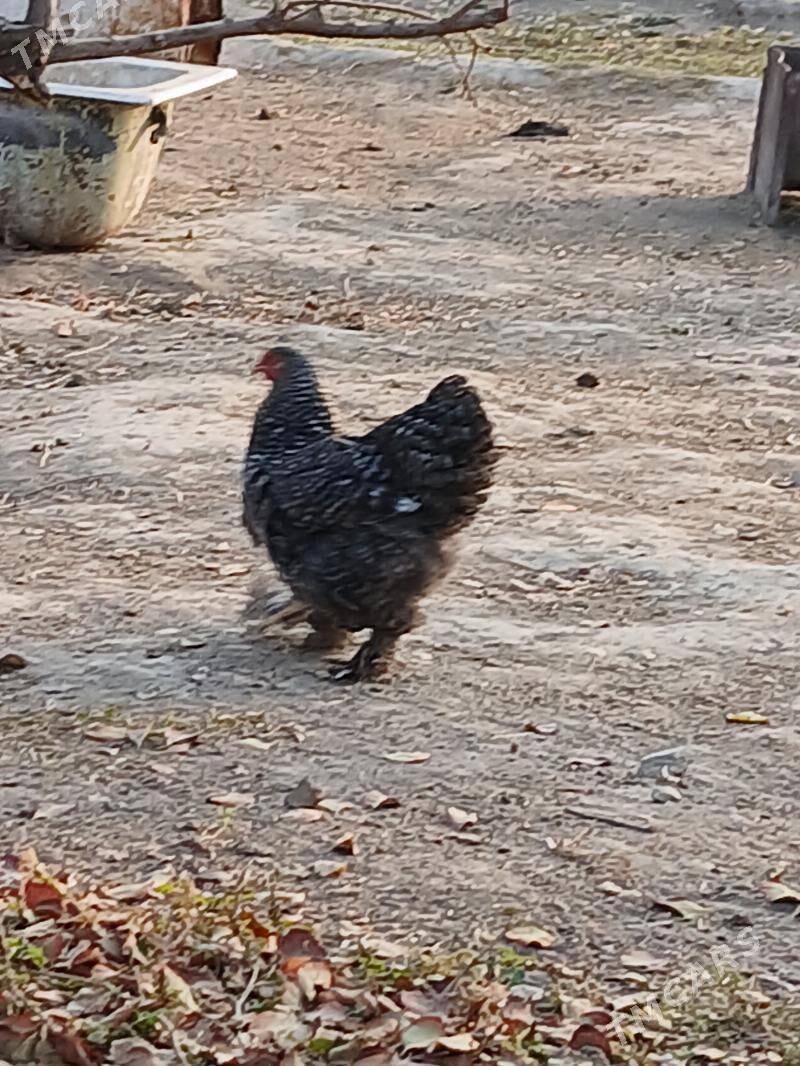 Braman arginal tovuk - Gökje - img 8