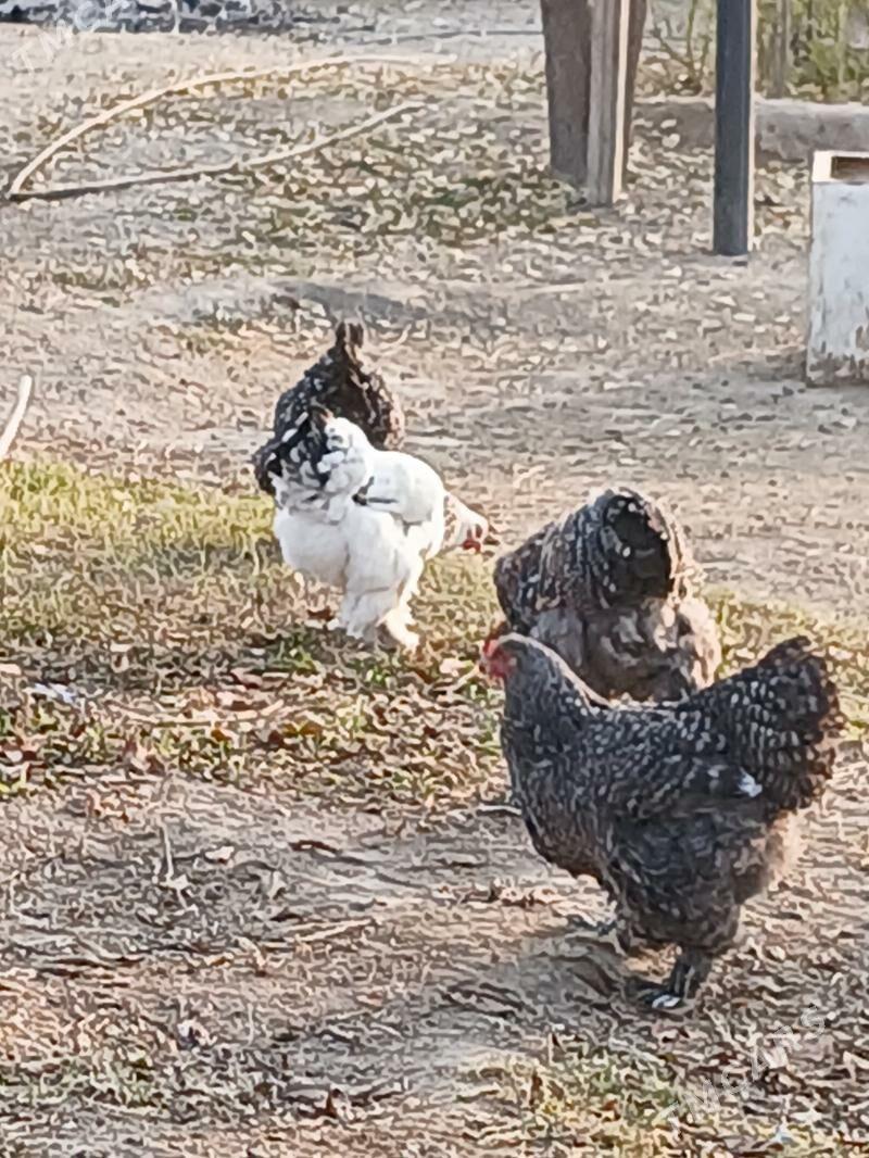 Braman arginal tovuk - Gökje - img 6