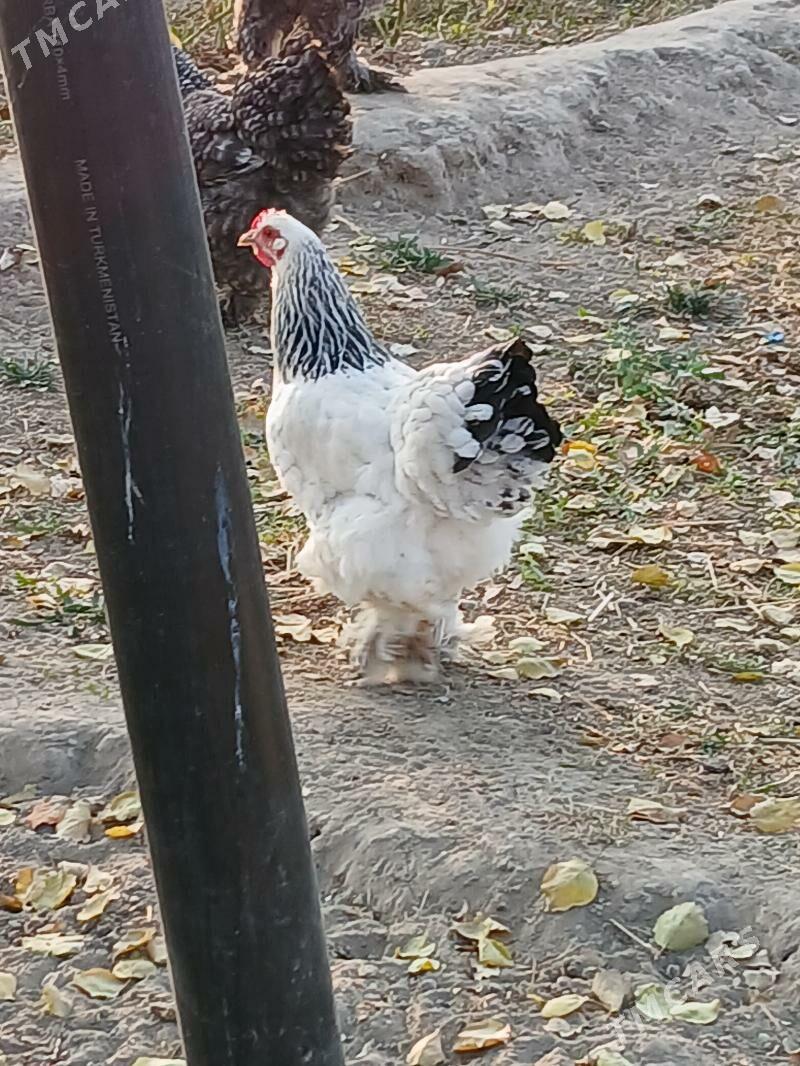 Braman arginal tovuk - Gökje - img 3