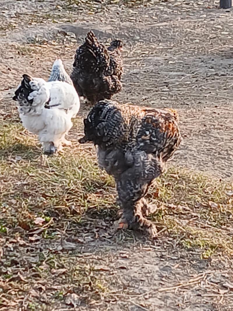 Braman arginal tovuk - Gökje - img 5