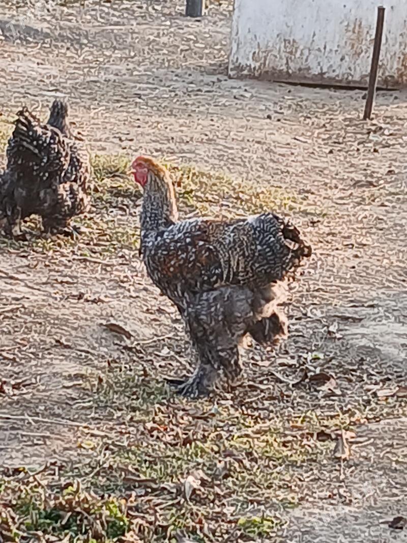 Braman arginal tovuk - Gökje - img 7