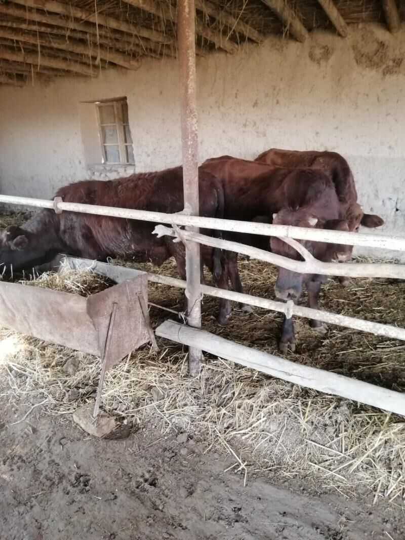 Okuzler - Sakar - img 5