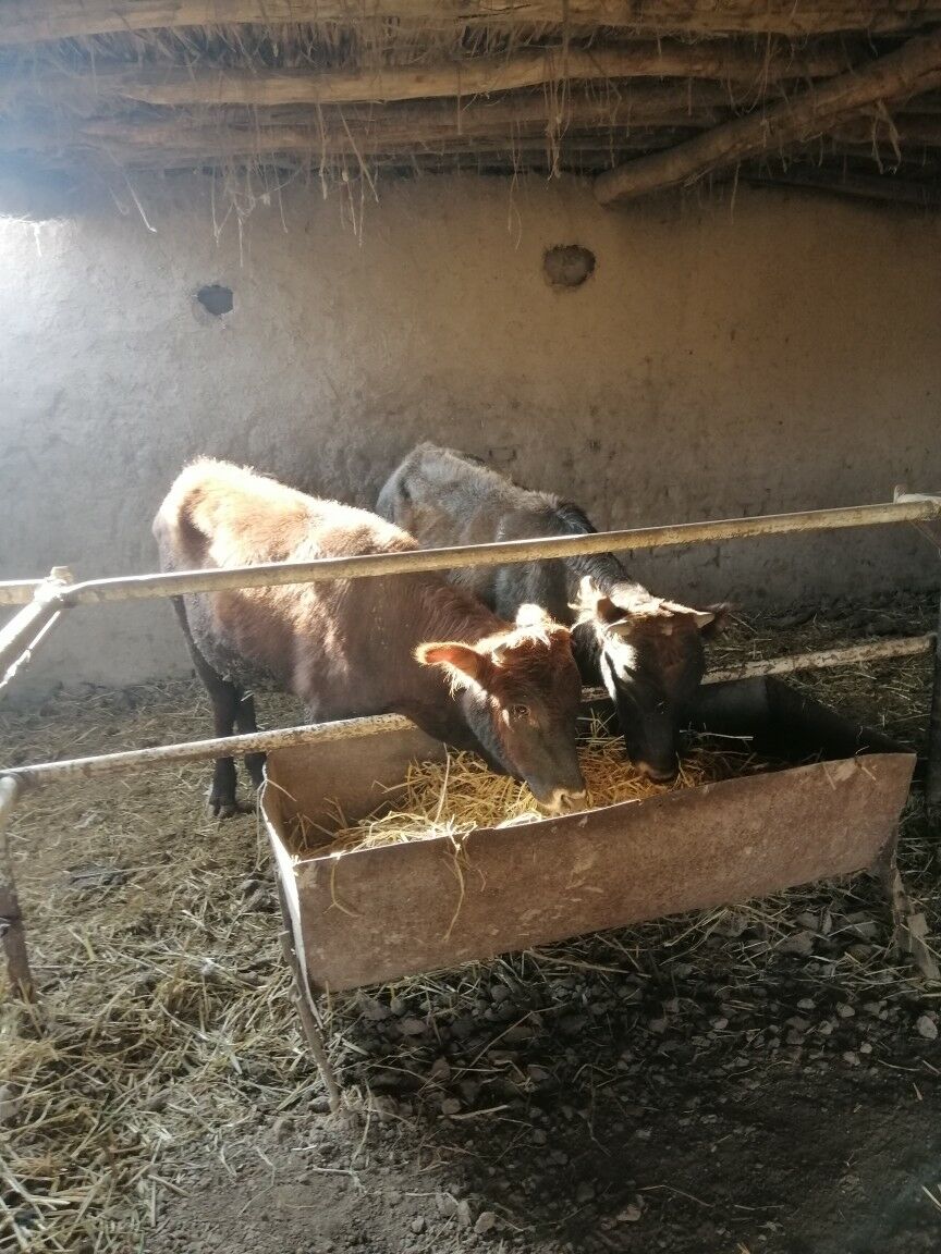 Okuzler - Sakar - img 6