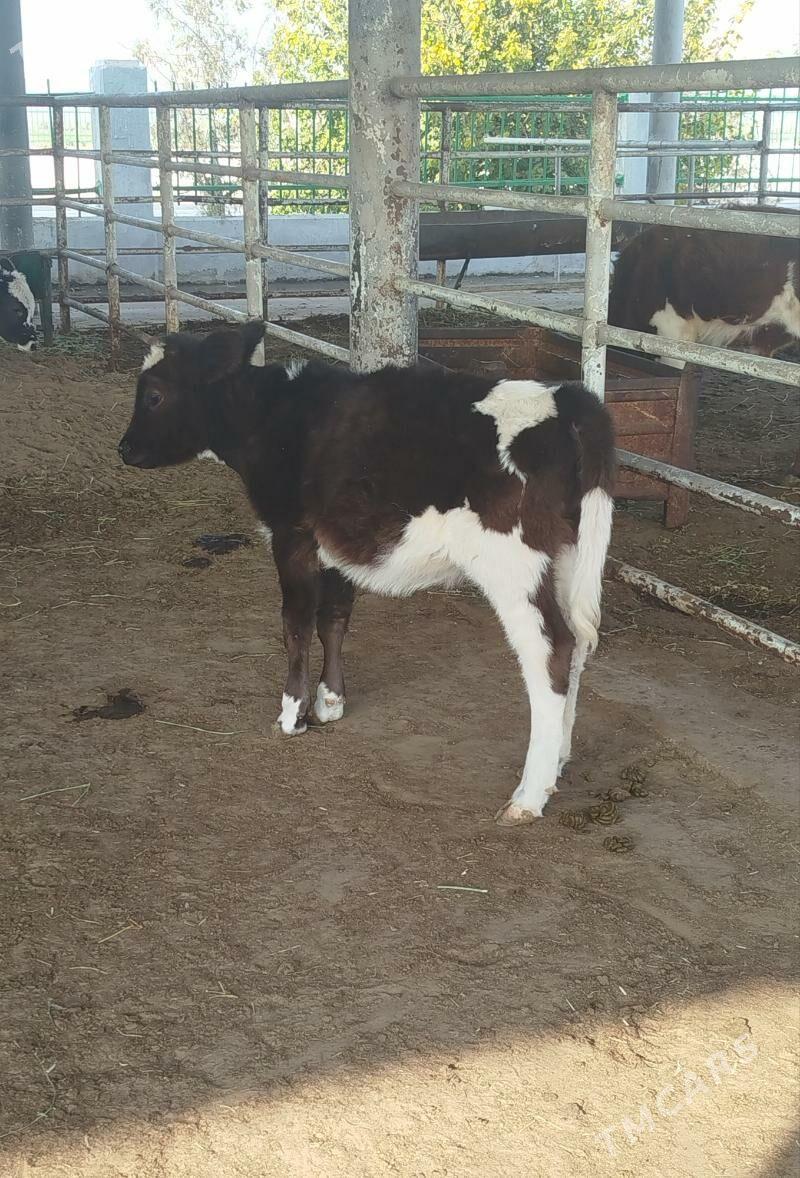 Galysteyin tuwe - Aşgabat - img 3