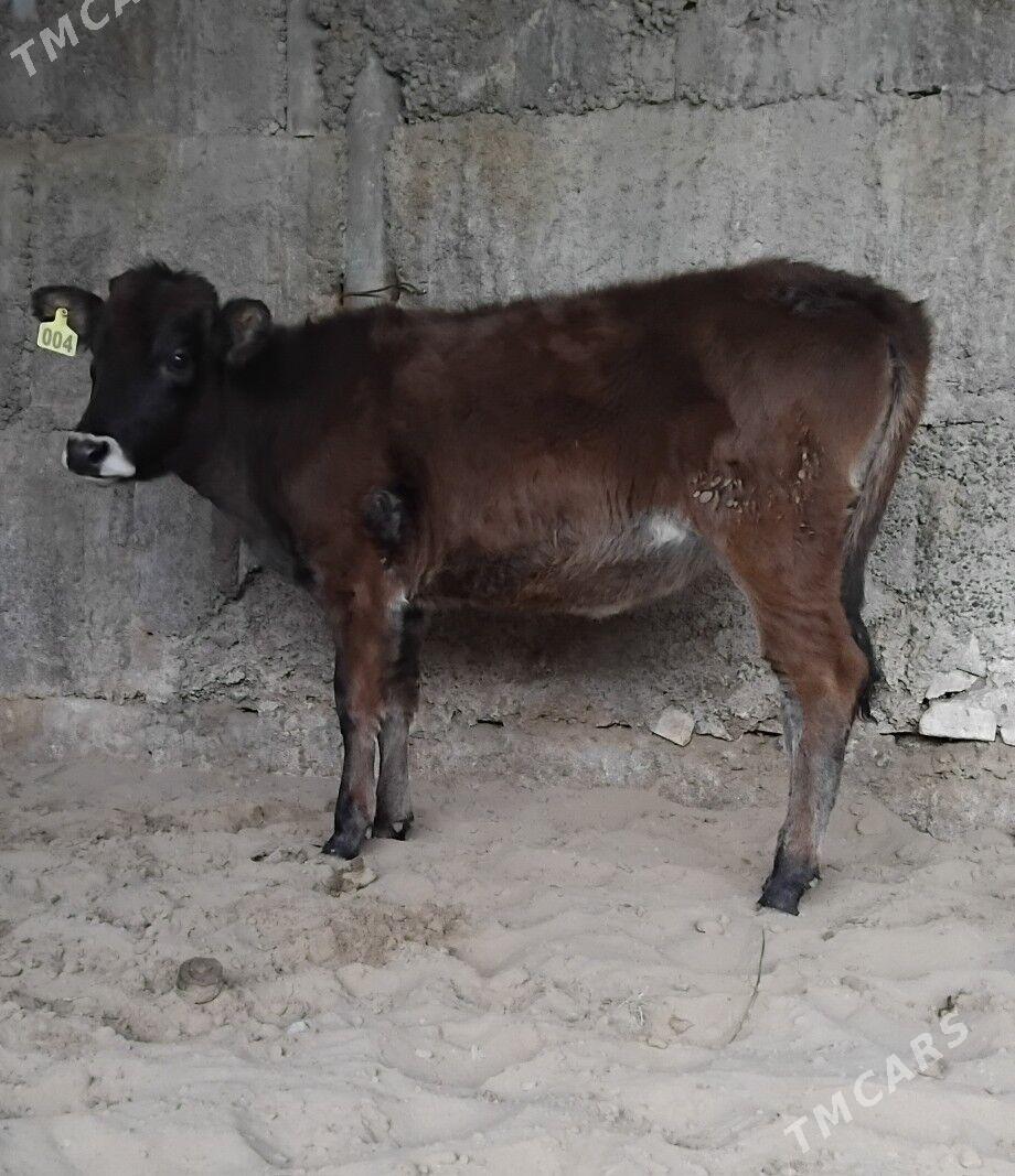 3.TUWE - Büzmeýin - img 3