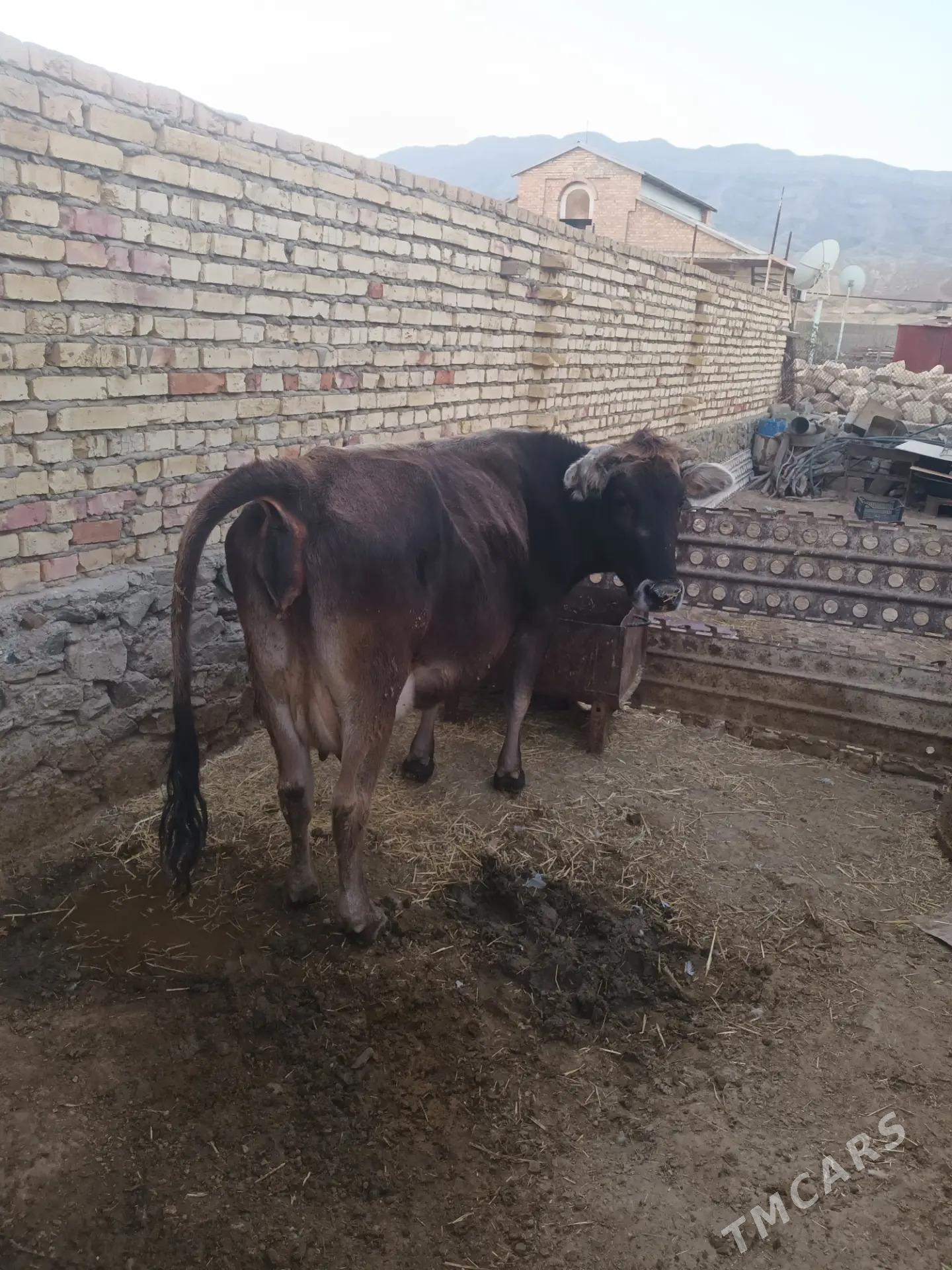 sygyr goleli - Берекет - img 1