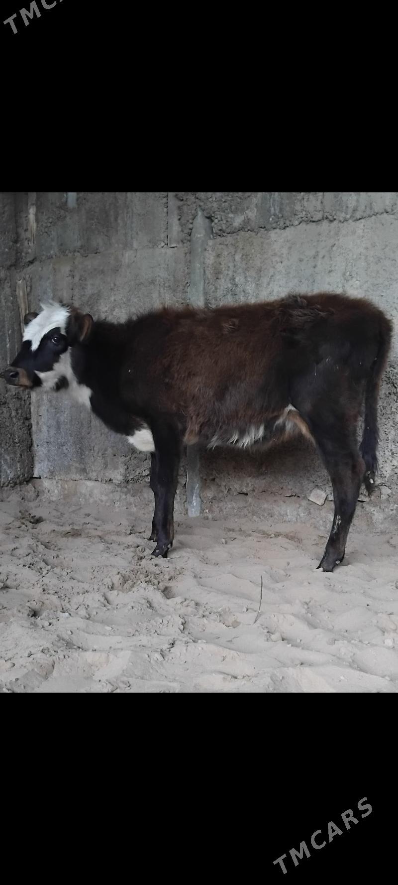 3.TUWE - Büzmeýin - img 2