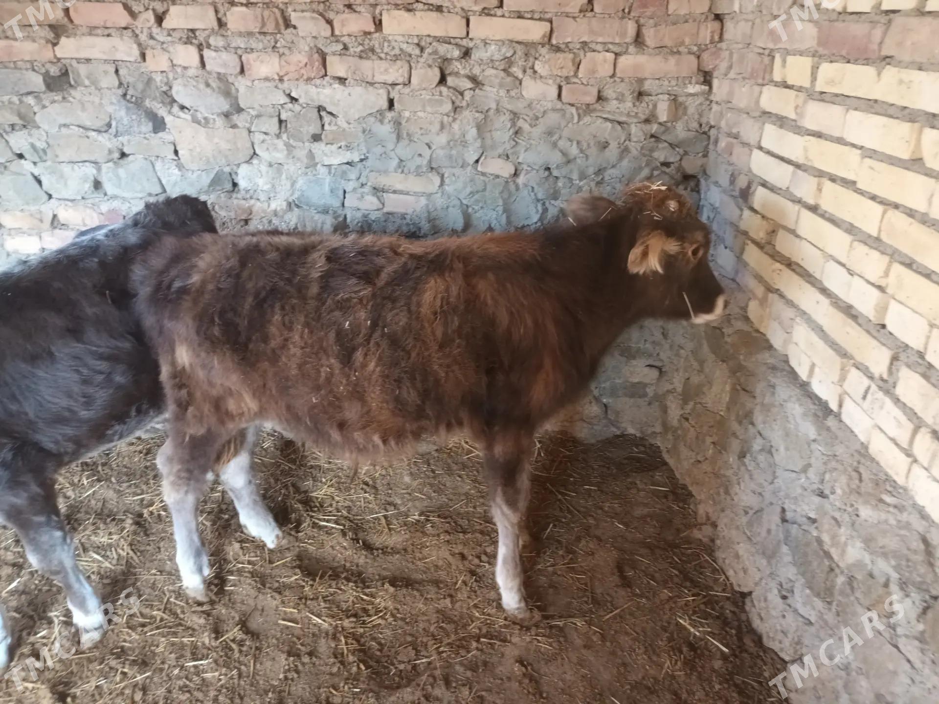 sygyr goleli - Берекет - img 3