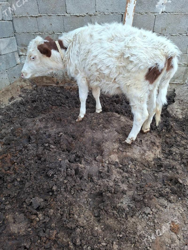 tuwe - Гарадамак Шор - img 2