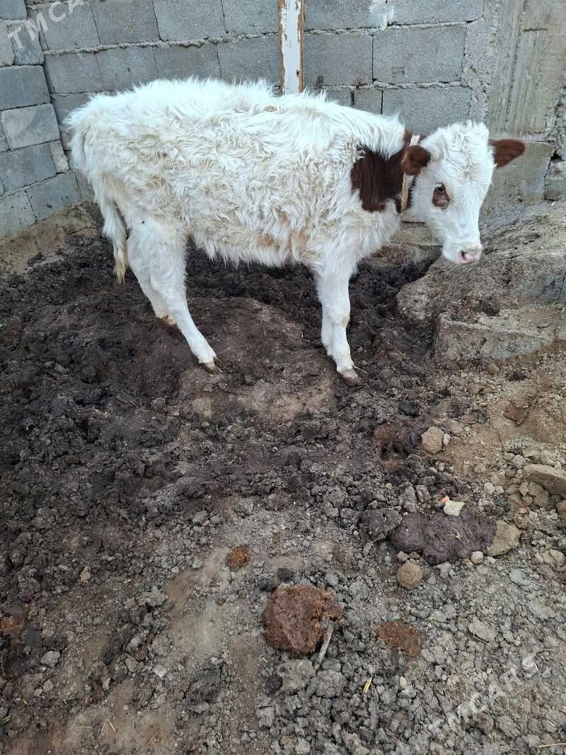 tuwe - Гарадамак Шор - img 4