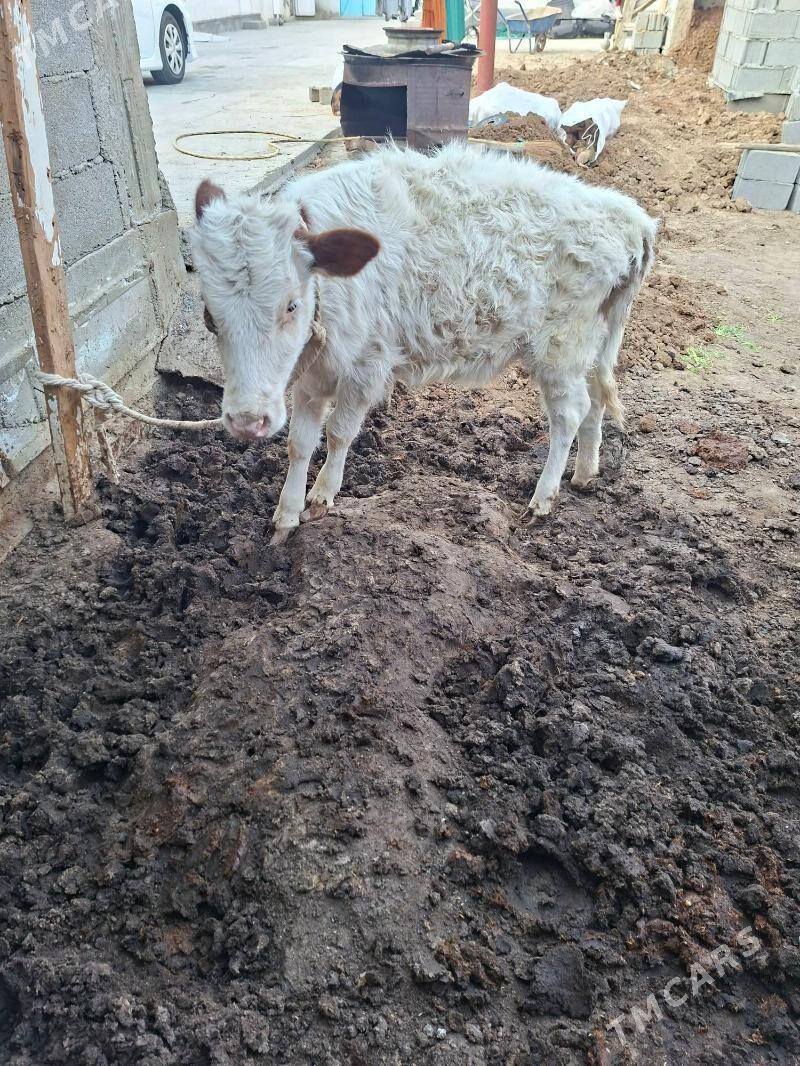 tuwe - Гарадамак Шор - img 3