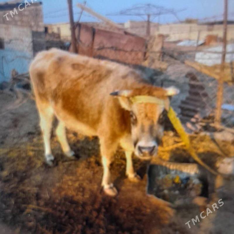 Bogoz sygyr - Balkanabat - img 2