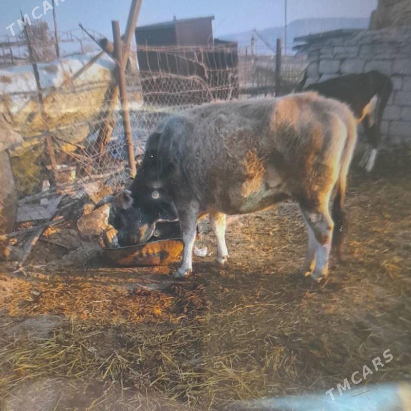 Bogoz sygyr - Balkanabat - img 3