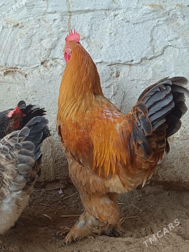 Brama palivi horaz - Türkmenbaşy - img 5