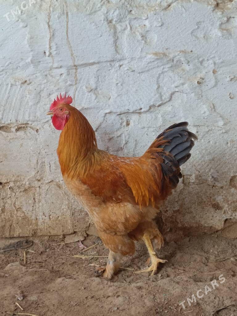 Brama palivi horaz - Türkmenbaşy - img 3