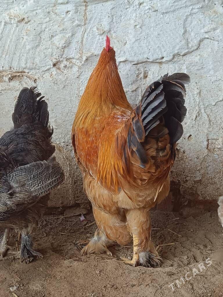 Brama palivi horaz - Türkmenbaşy - img 4