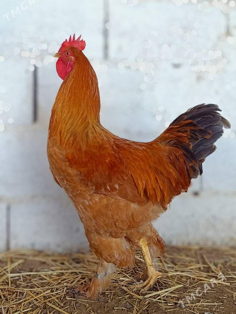 Brama palivi horaz - Türkmenbaşy - img 1