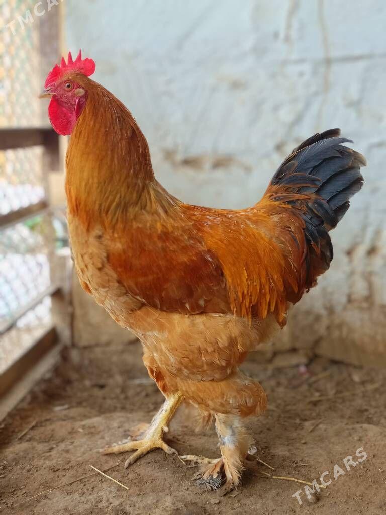 Brama palivi horaz - Türkmenbaşy - img 2